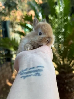 Purebred Netherland dwarf