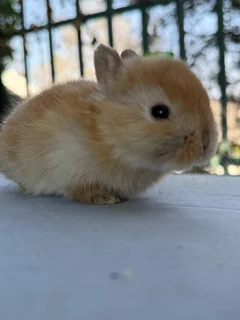 Purebred Netherland dwarf