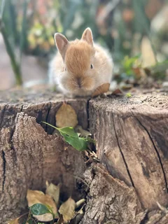 Purebred Netherland dwarf