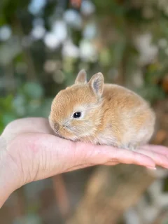 Purebred Netherland dwarf
