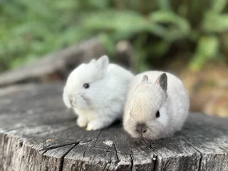 Purebred netherland dwarf
