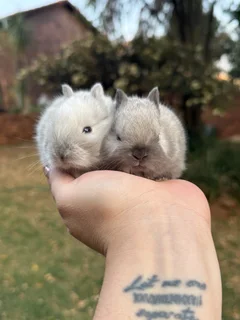 Purebred netherland dwarf