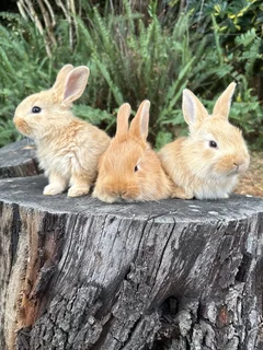 Flemish giant babies