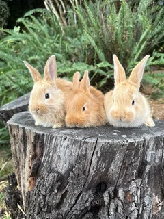 Flemish giant babies