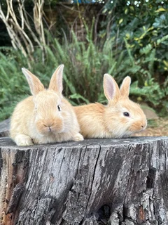 Flemish giant babies