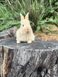 Flemish giant babies