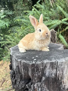 Flemish giant babies
