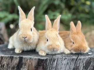 Flemish giant babies
