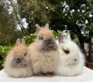 Dwarf angora/jersey wooly