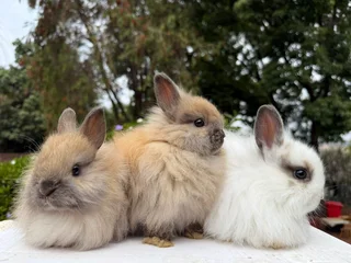 Dwarf angora/jersey wooly