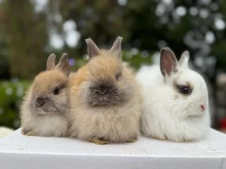 Dwarf angora/jersey wooly