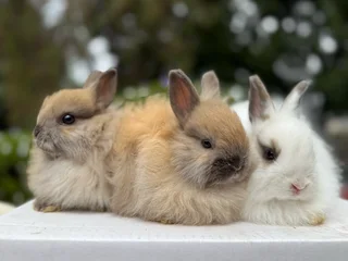 Dwarf angora/jersey wooly