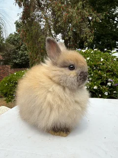 Dwarf angora/jersey wooly