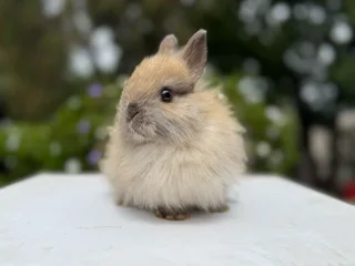 Dwarf angora/jersey wooly