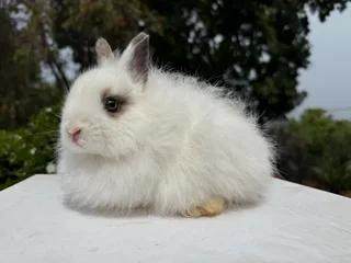 Dwarf angora/jersey wooly