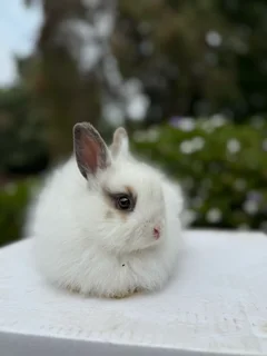 Dwarf angora/jersey wooly