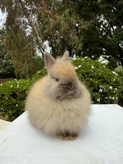 Dwarf angora jersey wooly