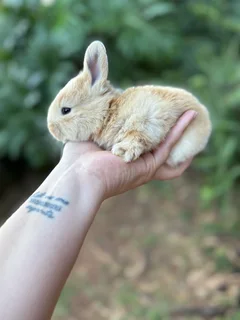 Purebred Flemish giant babies