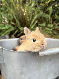 Purebred Netherland dwarfs