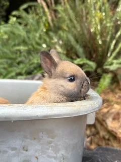 Purebred Netherland dwarfs