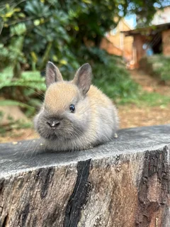 Purebred Netherland dwarfs