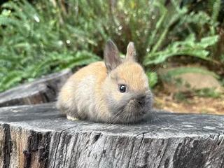 Purebred Netherland dwarfs