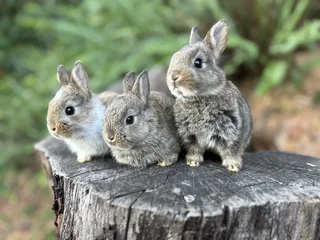 Baby bunnies
