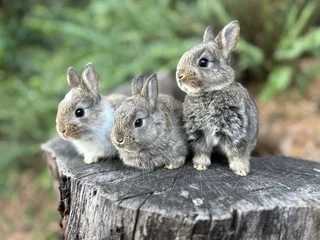 Baby bunnies