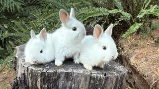Baby bunnies