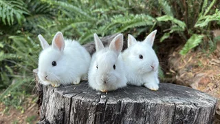 Baby bunnies