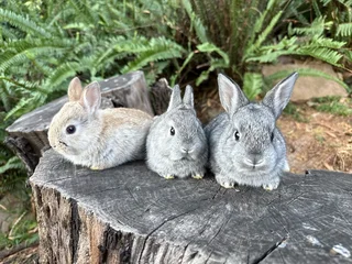 Baby bunnies