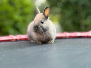Netherland dwarf girl
