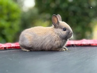 Netherland dwarf girl
