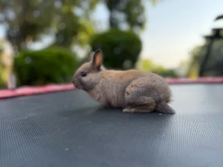 Netherland dwarf girl