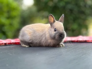 Netherland dwarf girl
