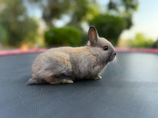 Netherland dwarf girl