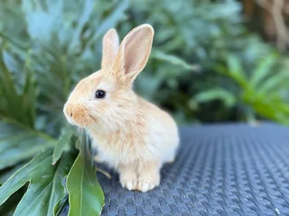 Purebred Flemish giants