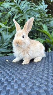 Purebred Flemish giants