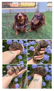 Long hair Dachshunds