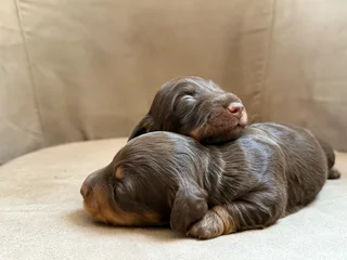 Long haired Dachshunds puppies