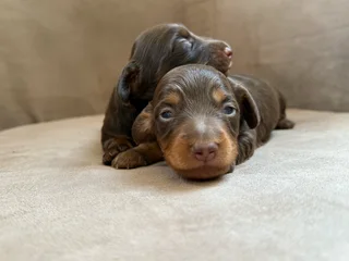 Long haired Dachshunds puppies