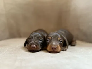 Long haired Dachshunds puppies