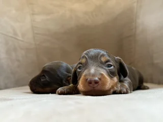 Long haired Dachshunds puppies