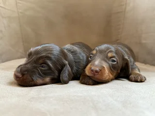 Long haired Dachshunds puppies