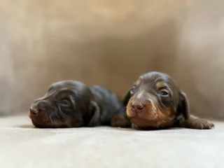 Long haired Dachshunds puppies