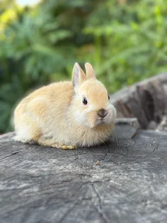 Netherland dwarf girl