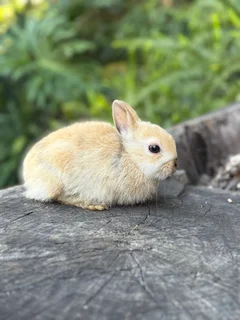 Netherland dwarf girl