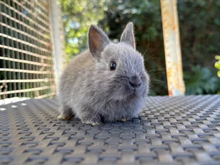 Netherland dwarf boy