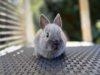 Netherland dwarf boy