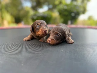 Purebred long haired dachshund puppies
